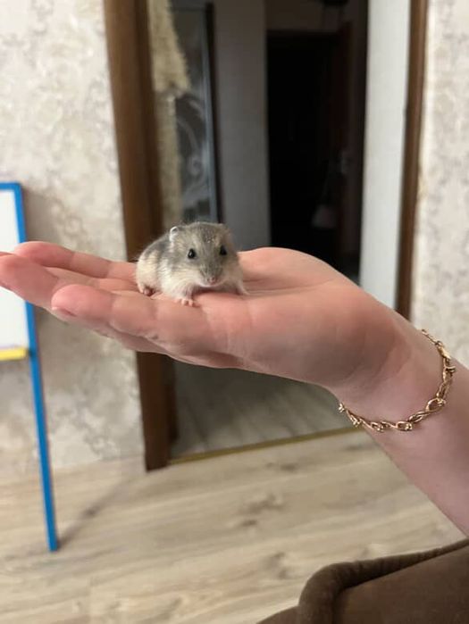 Хомяки джунгарики