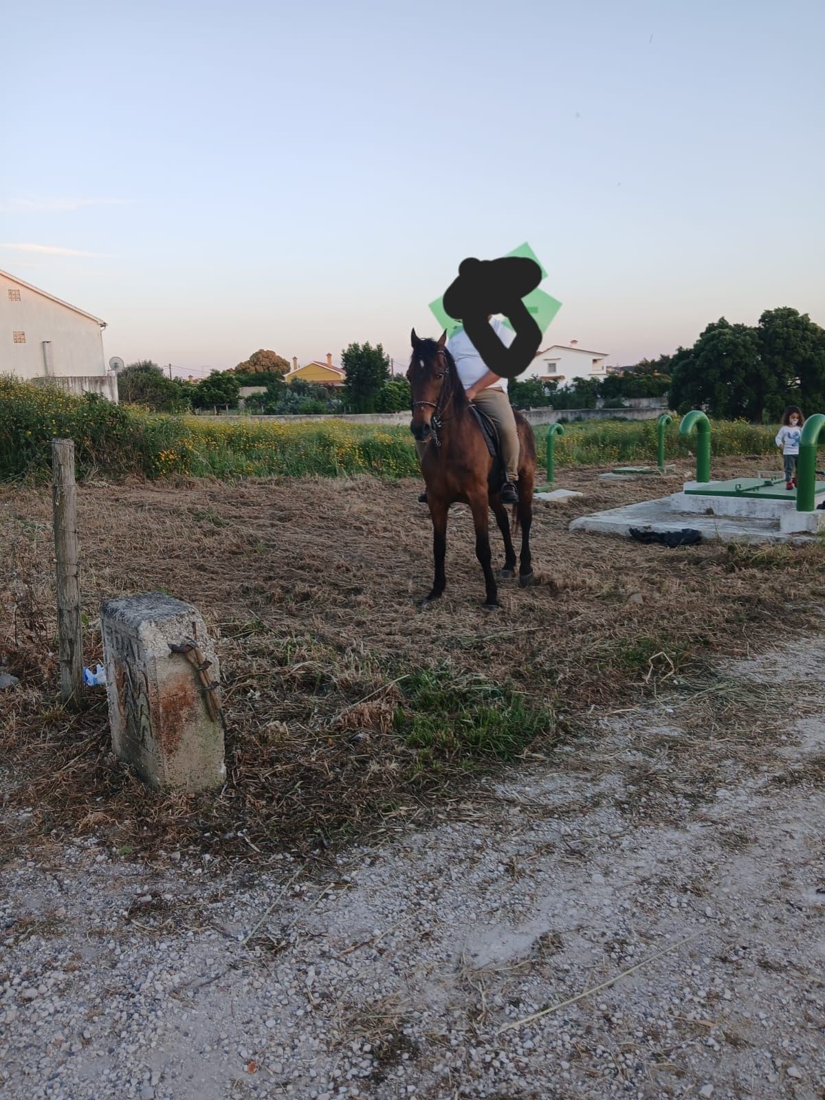 Cavalo troco por égua