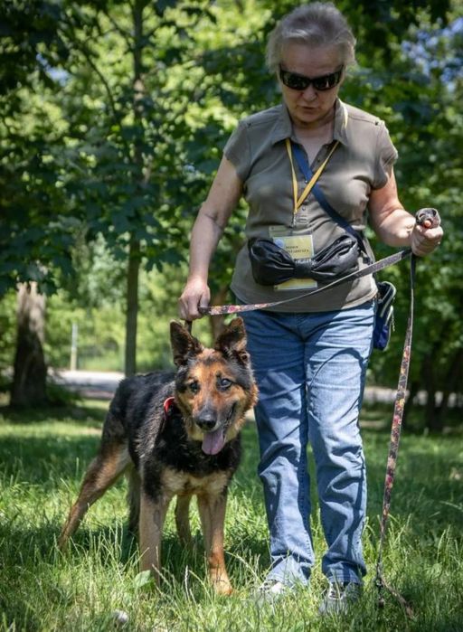 Baltazar psi senior pilnie szuka domku