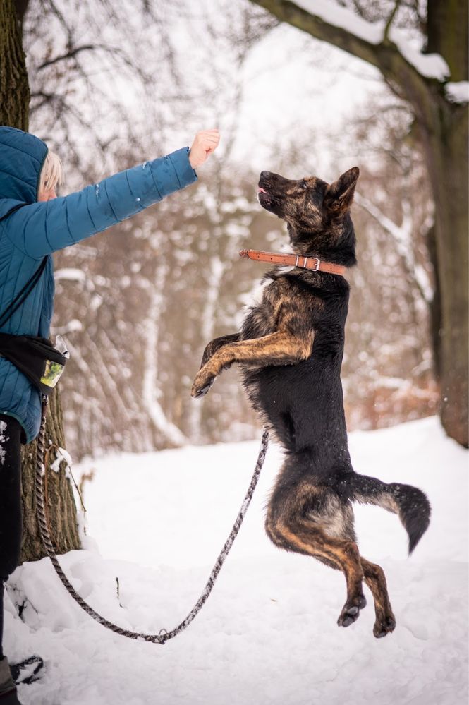 Owczarek beligijski czy owczarek holdenderski? Psi ideał do adopcji.