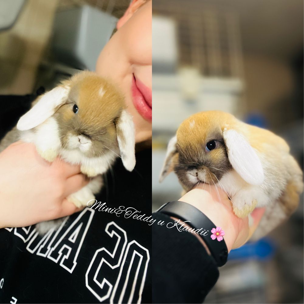 Mini lop - zarejestrowana hodowla królików rasowych (miniaturka)