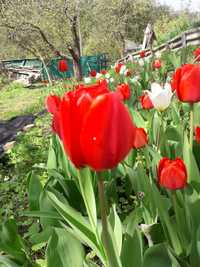 тюльпани червоні, великі квітки,