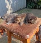 Кошеня, сибірські кошенята, кіт, кошенята безкоштовно