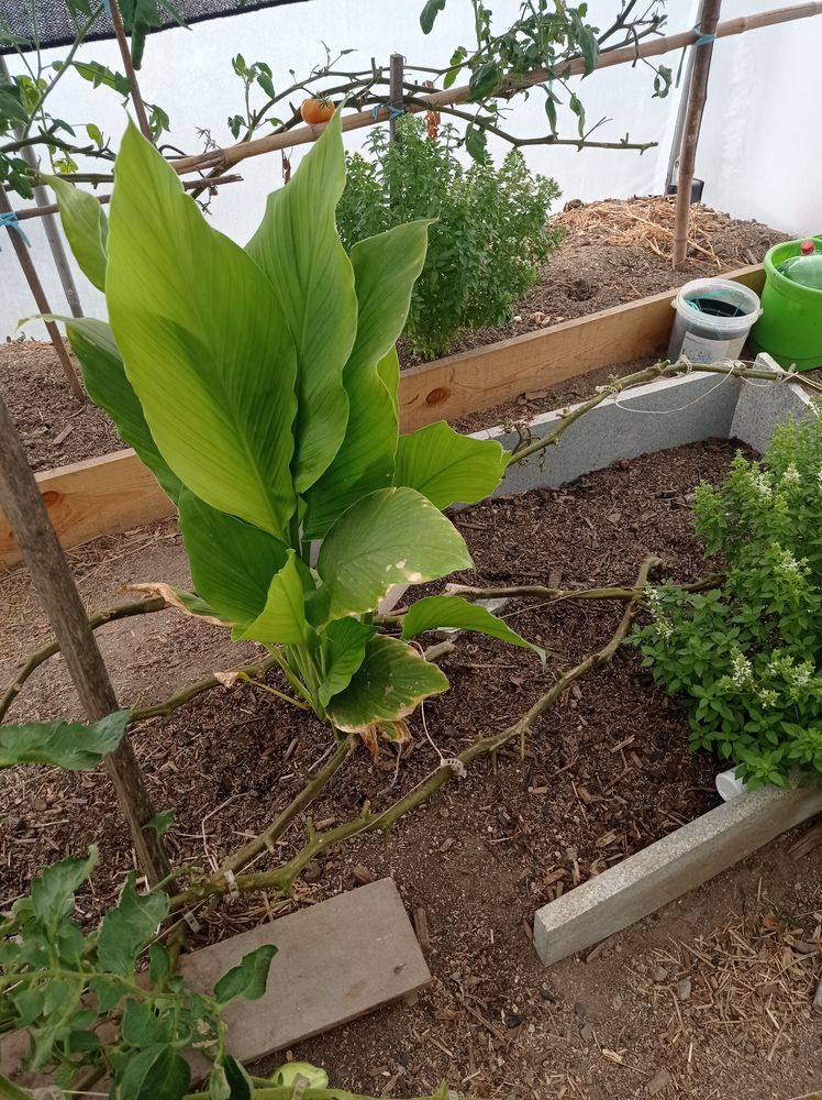 Plantas de curcuma para venda.