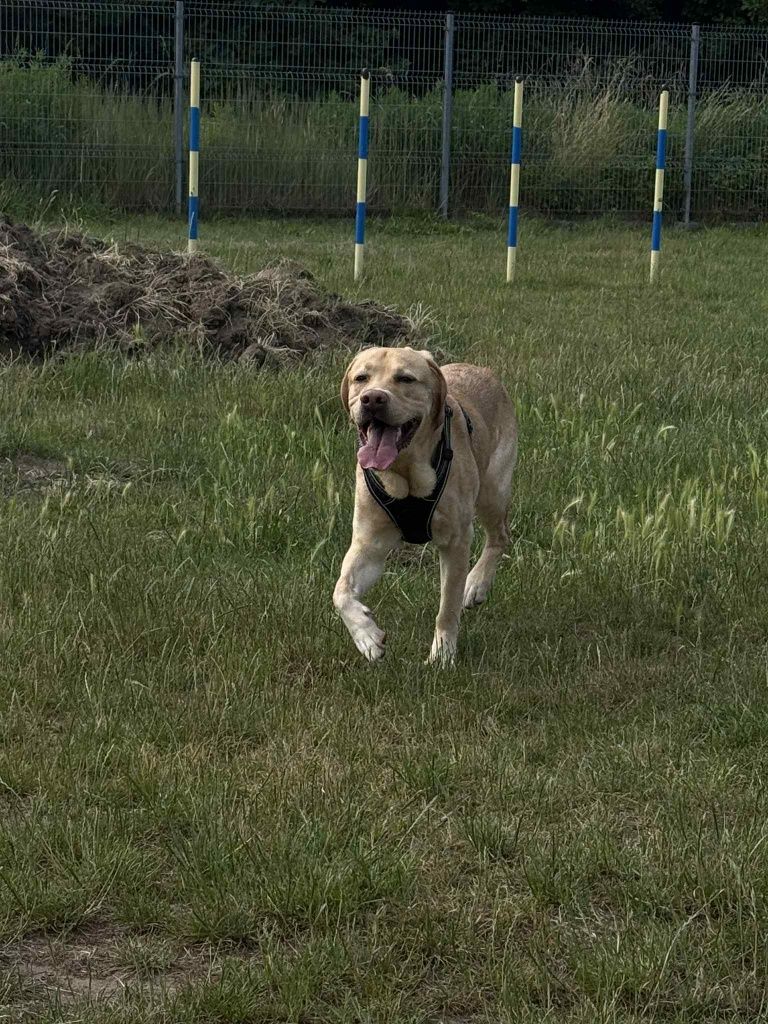 Pilnie oddam Labradora 4 letniego