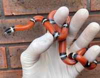 Сіналойська молочна змія разом с тераріумом