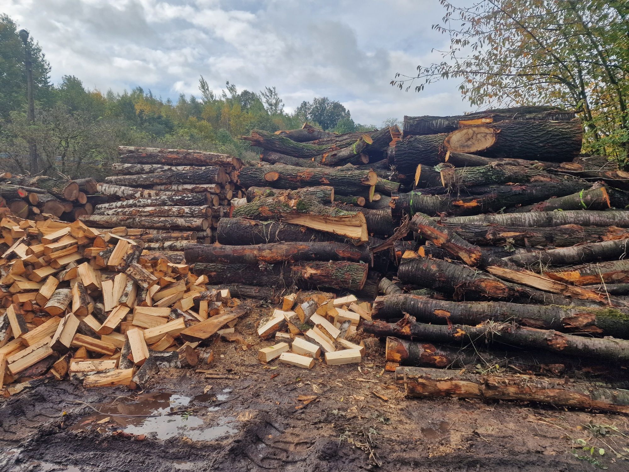 Drewno opałowe-kominkowe, dąb, brzoza, sosna, jawor, czereśnia