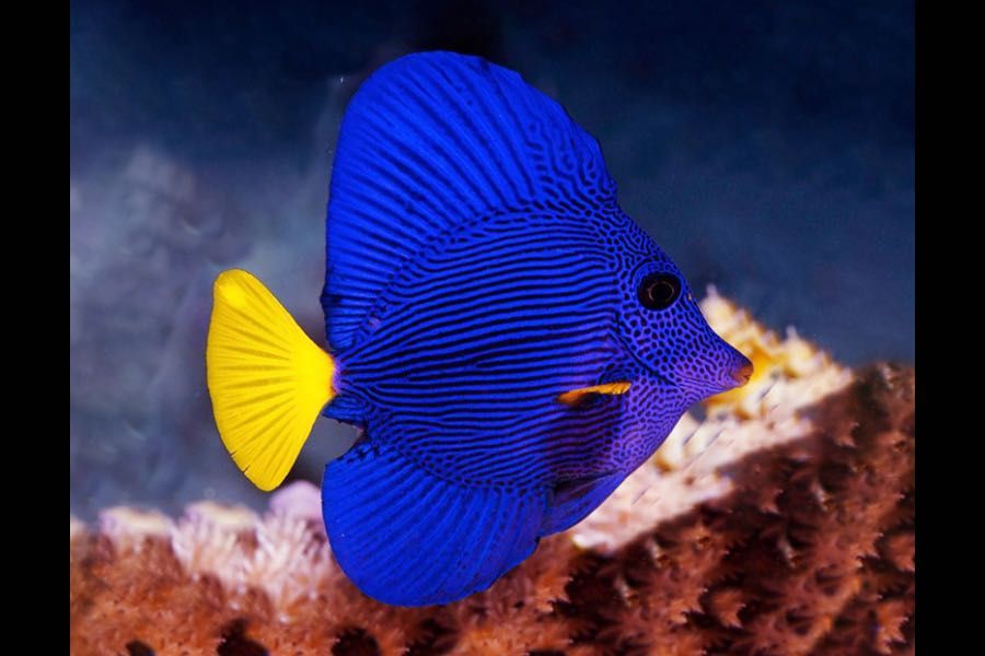 Zebrasoma Xanthurum L