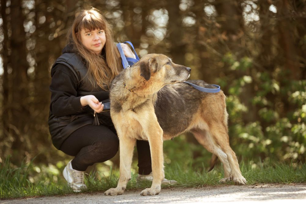 Wspaniała duża starsza sunia Inira szuka bezpiecznego domu