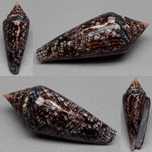 Conus gloriamaris (Chemnitz, 1777) 44,97 mm