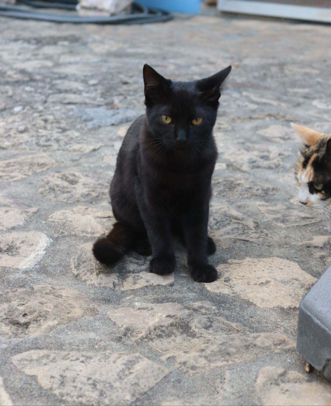 Gato preto de 6 meses para adoção responsável