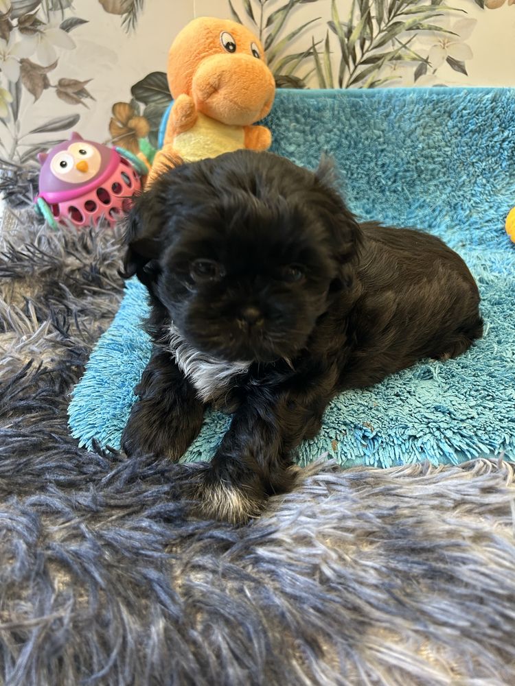 Szczeniak Shihtzu