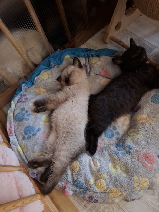 Kot Brytyjski kotek