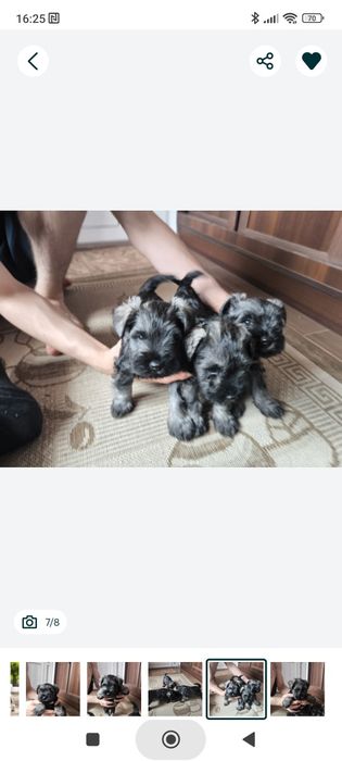 Продам цуценя цвергшнауцера