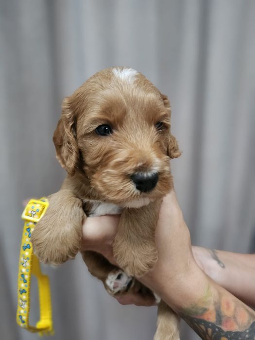 Cockapoo F1 Śliczny chłopak-BADANIA