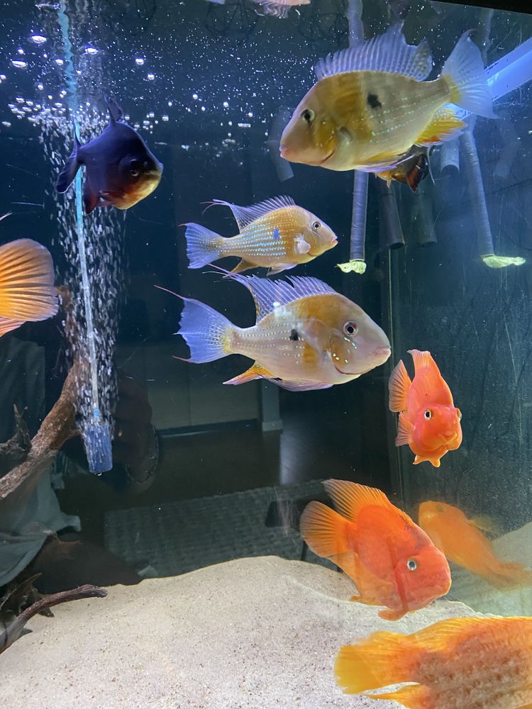 Acarichthys heckelii ( ziemiojad) 5 szt