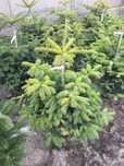 Jodła kaukaska  (Abies nordmanniana)
