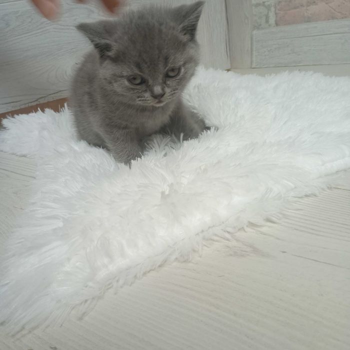 Kotki brytyjskie krótkowłose