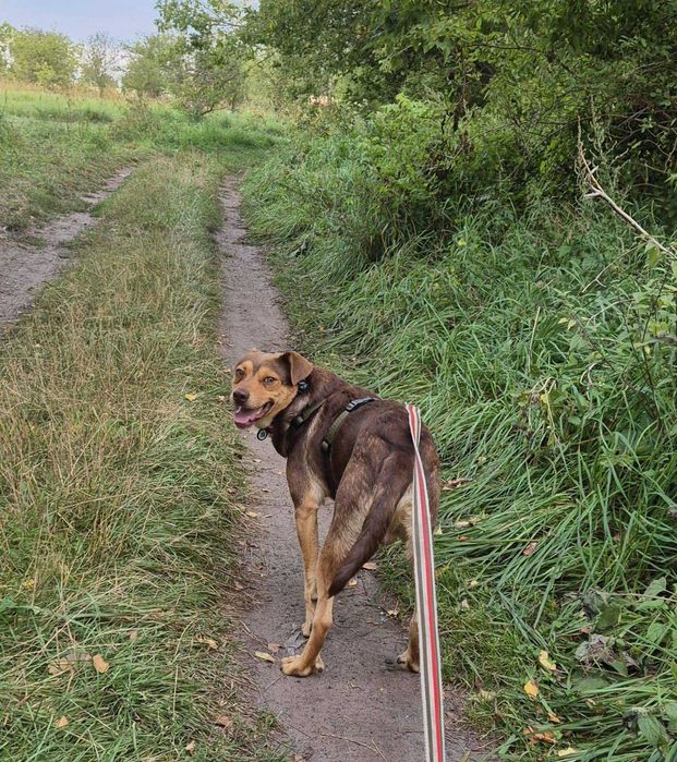 Młody, wesoły, średniej wielkości pies szuka domu.