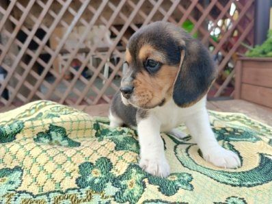 Piękny piesek rasy Beagle