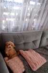 Cudny piesek Maltipoo