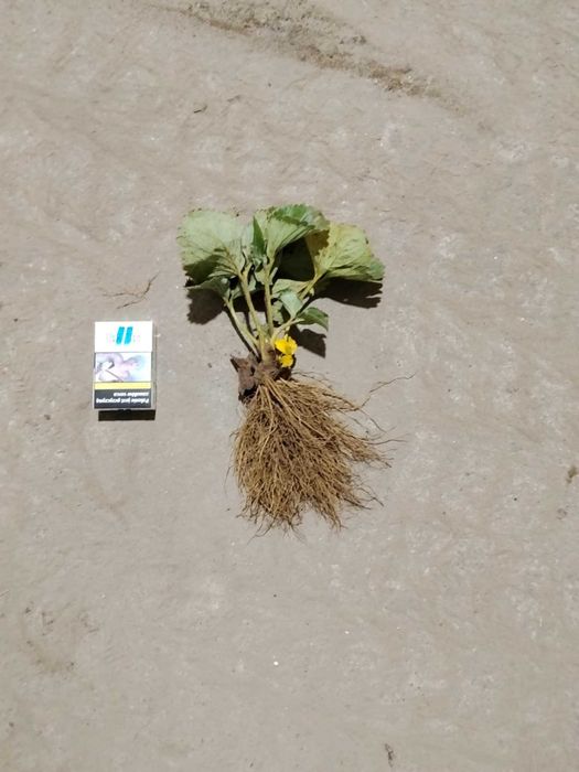 Sprzedam Sadzonki truskawek