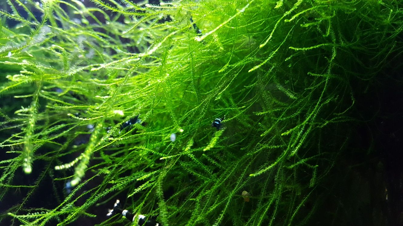 Java moss, mech Jawajski