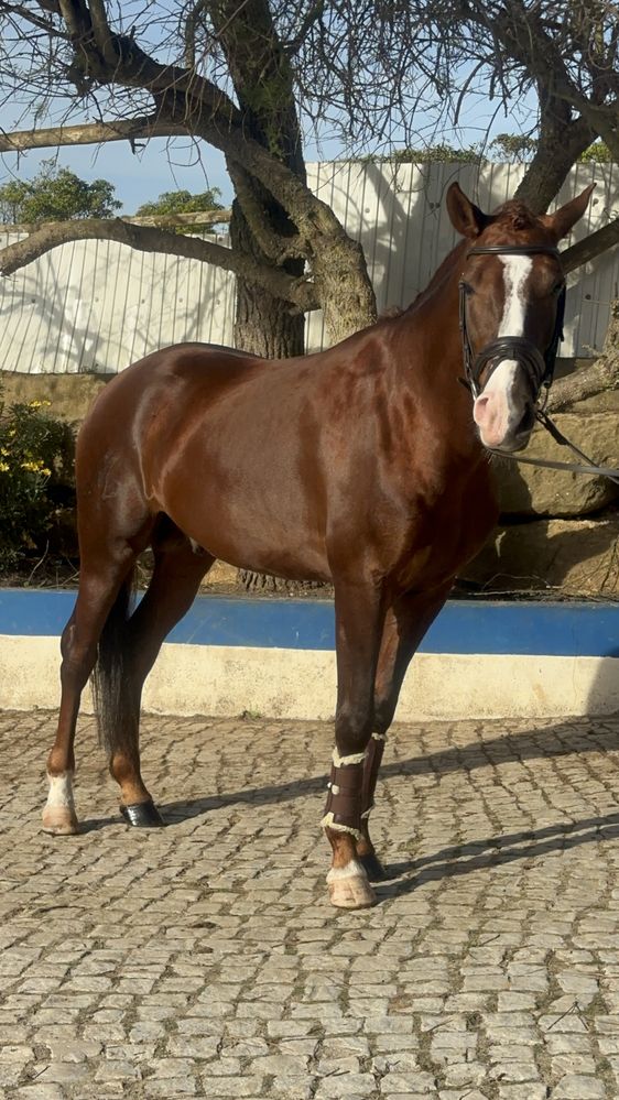 Cavalo Puro Sangue Lusitano, excelente cavalo de confiança.