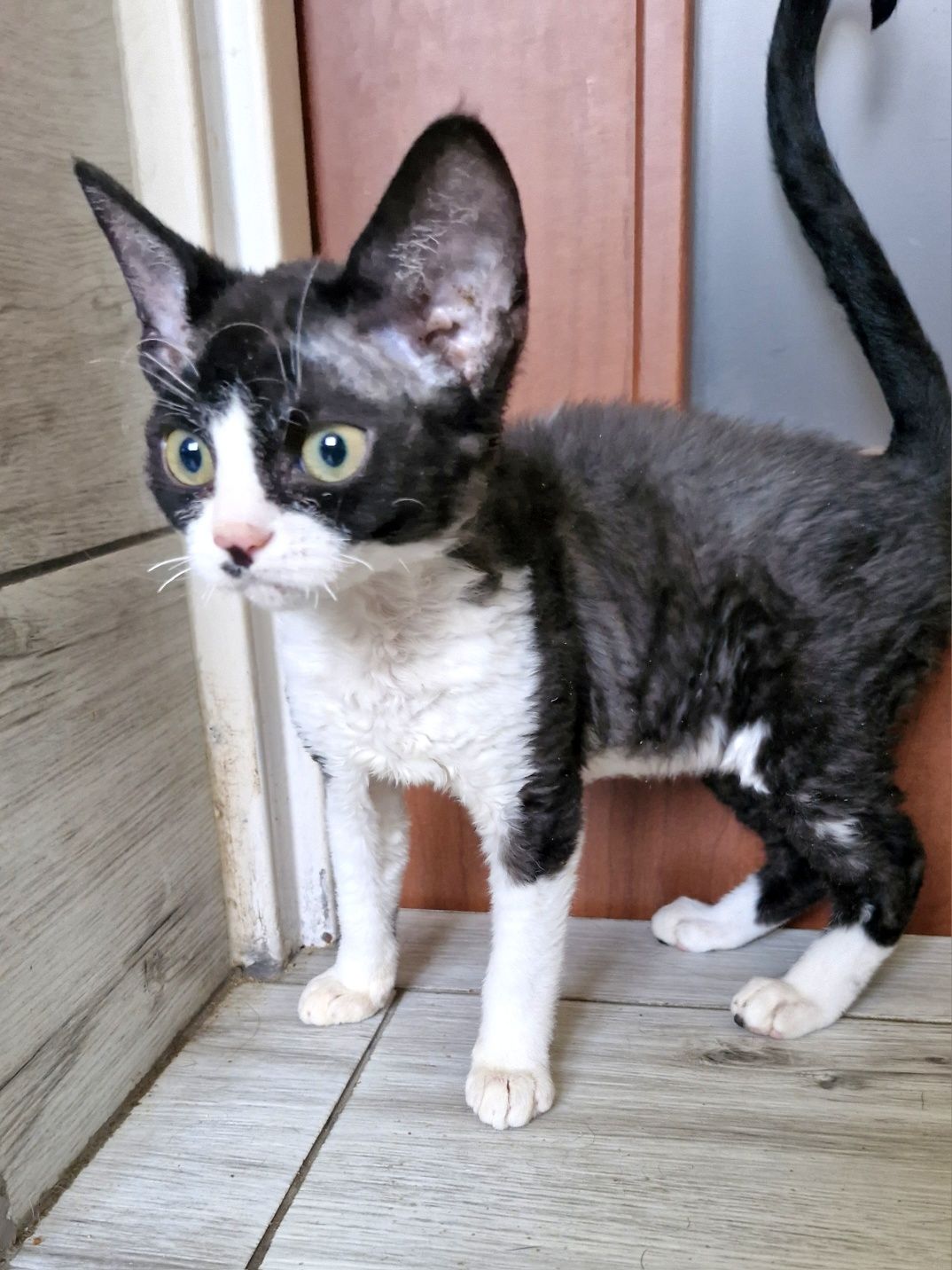 Devon Rex Pasja koteczka  czarno biała