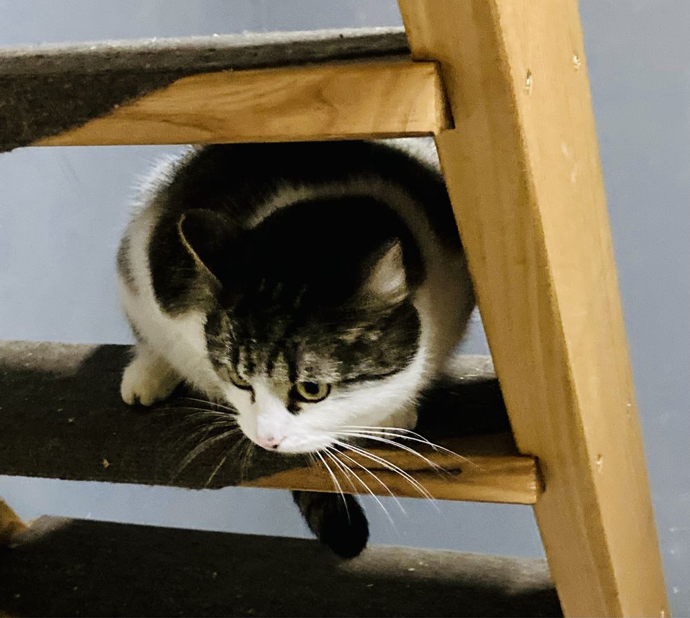 Kiki - roczna kotka o niezwykłej  urodzie szuka domku- Krakow/ Gorlice
