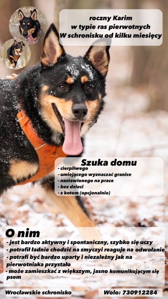 Młody Karim do adopcji!