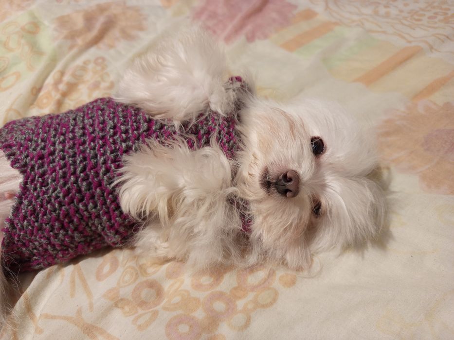 Мальтійська болонка, гарненька  дівчинка