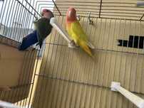 Casal reprodutor agapornis