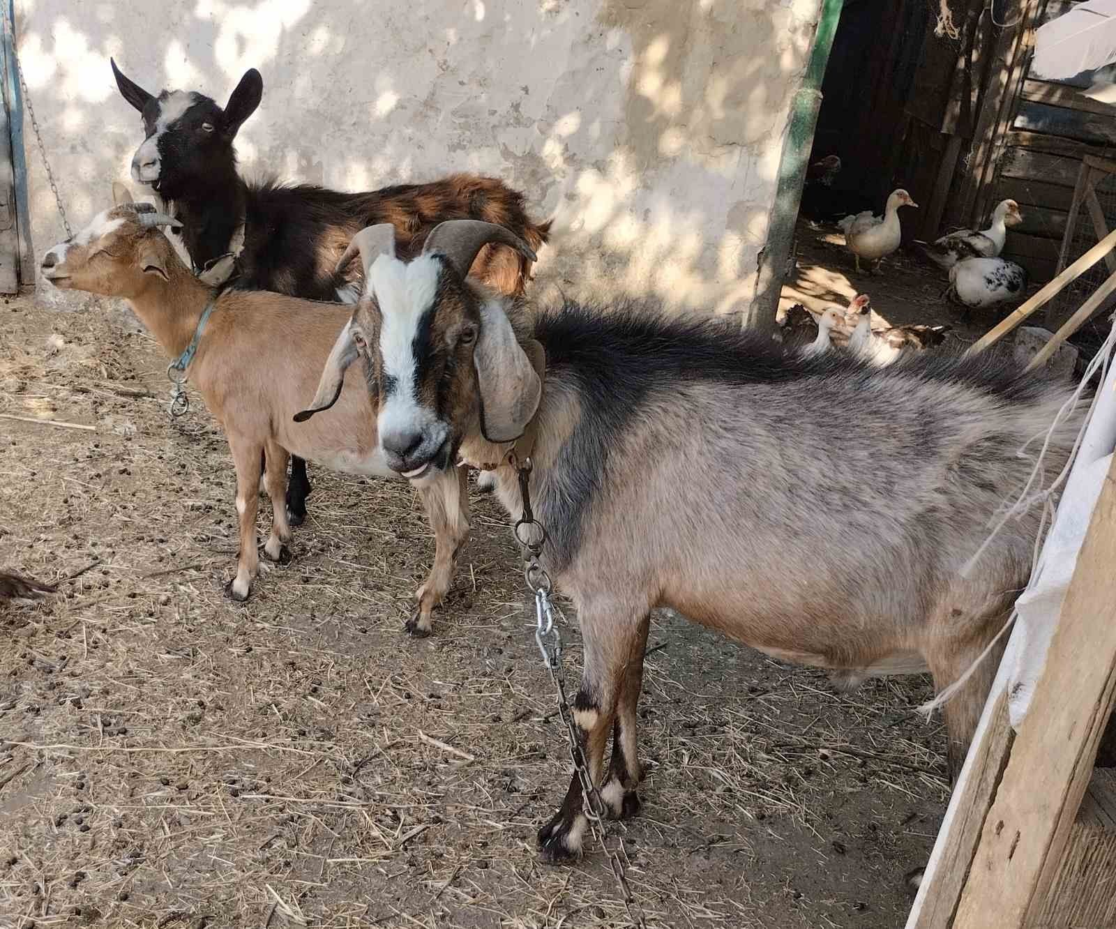 Англо - нубійський цап продам