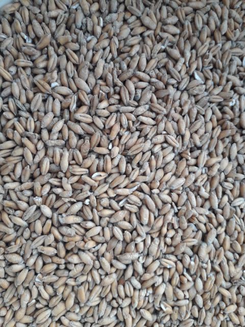 Pszenżyto ozime Octawio