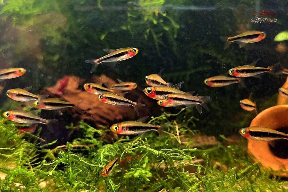 Tucanoichthys tucano wild