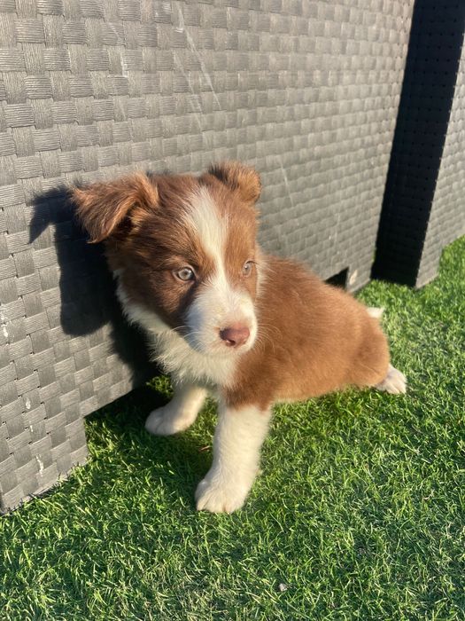 Border collie 2 meses