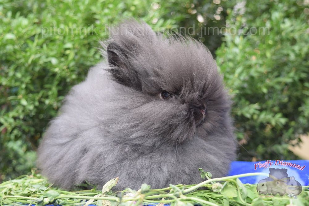 Карликові кролики. Ангора. Пушистики РКА