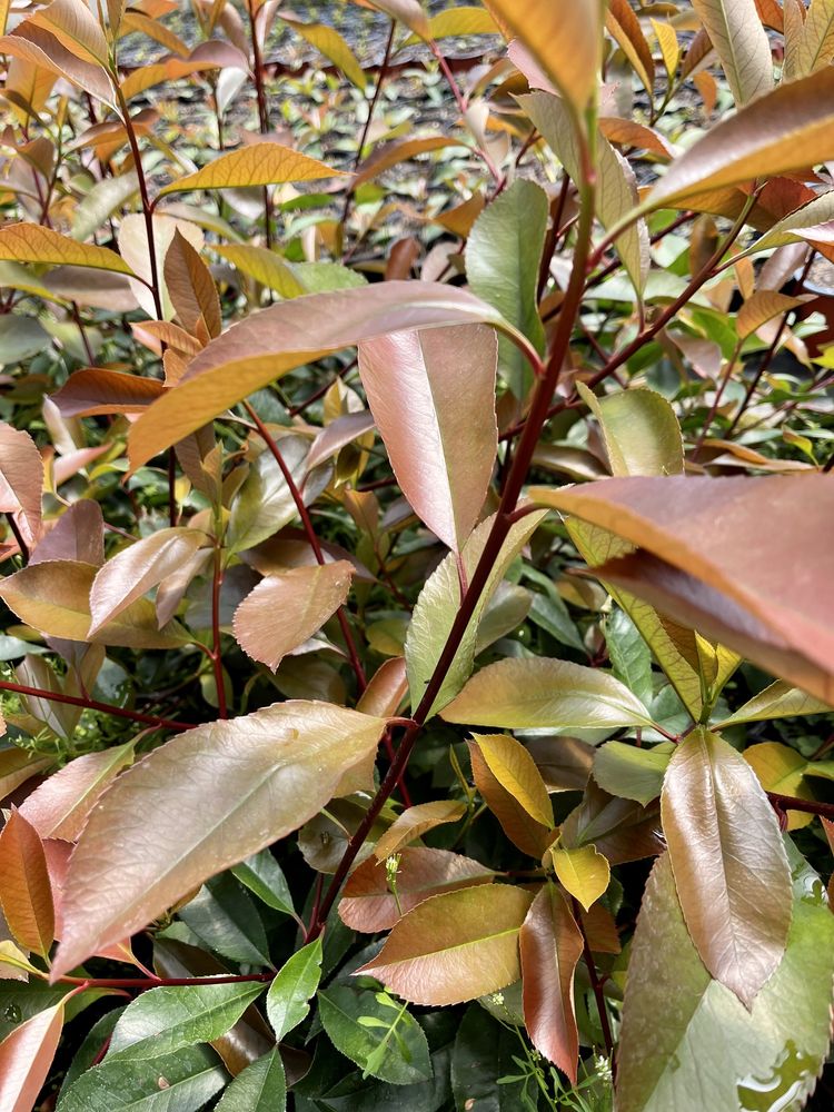 RED ROBIN Photinia Sebes