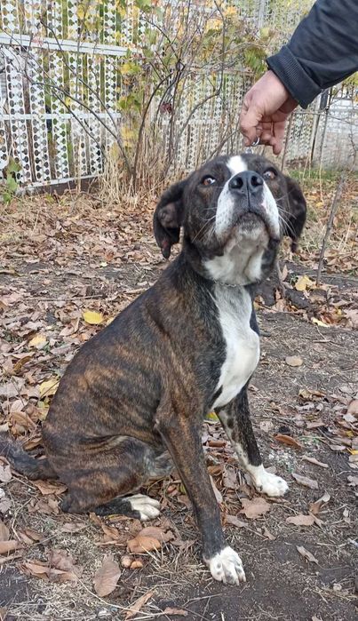 Зевс шукає родину , стаффорд /метис