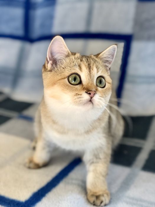 Золота шотландська красуня . Купити в Київі в Україні.Розплідник.