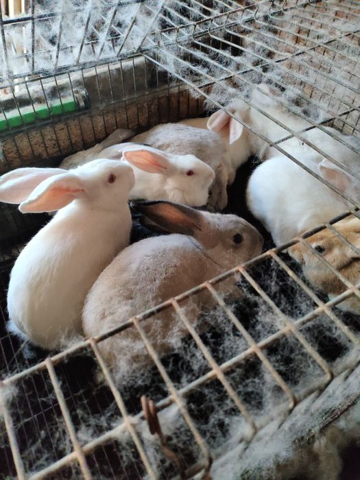 Vendo  coelhos vivos ou mortos.