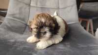 Shih tzu tricolor