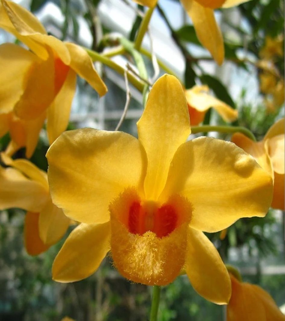 Dendrobium muschatum. Дендробиум мускусный.