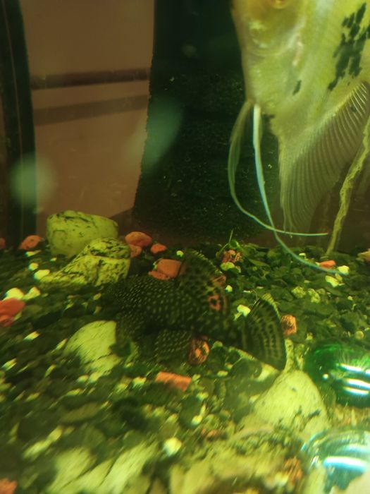 Akwarium 60l z rybkami filtrem i napowietrzaczem