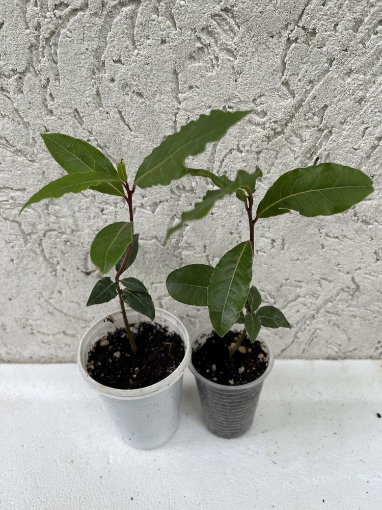 Лавр благородный/Laurus Nobilis