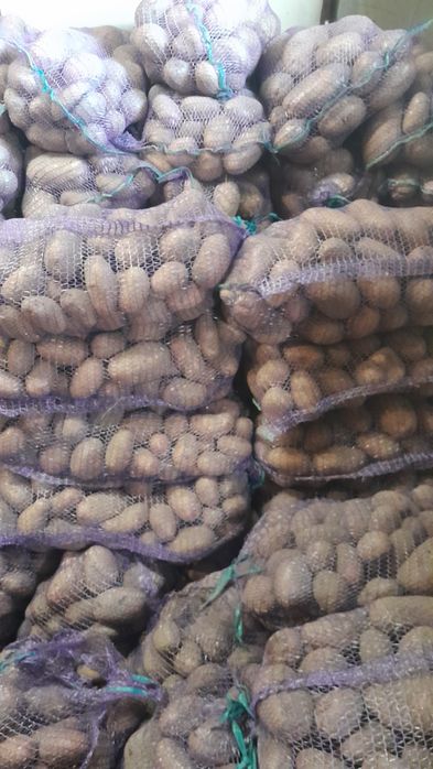 Велика картопля.