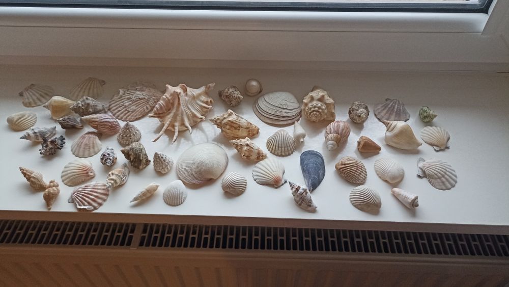 Muszle ozdoby akwarium