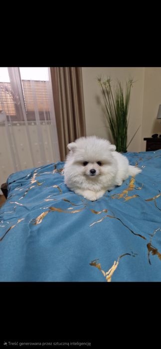Szpic miniaturowy Pomeranian Boo 2xszczepienia legowisko I wyprawka