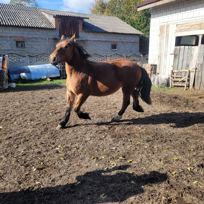 Źrebica zimnokrwista 13 mc.